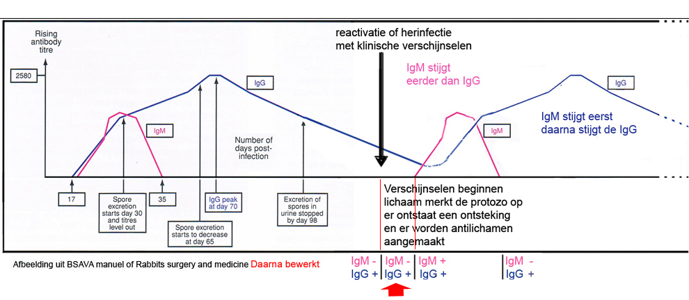 Bloed grafiekwaarde van IgM en IgG na injectie met E. cuniculi protozoen intraveneus 